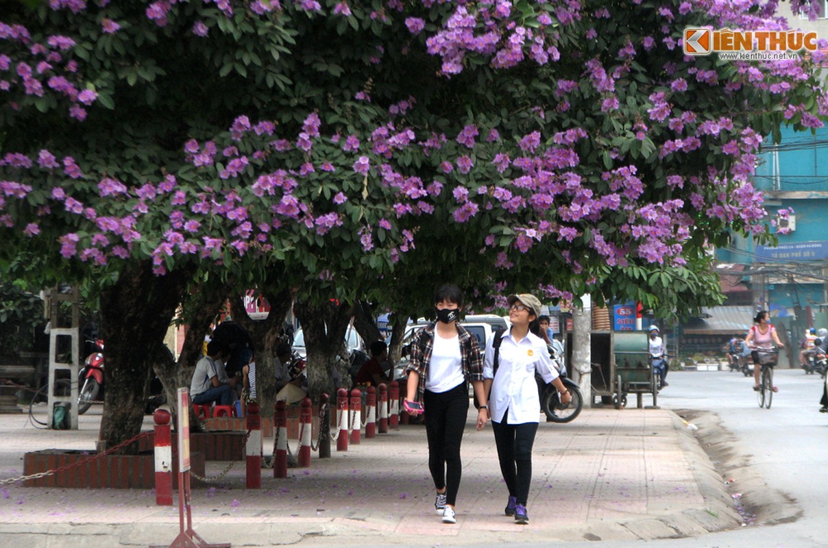 Ngam hoa bang lang no ruc ro pho phuong Ha Noi-Hinh-2